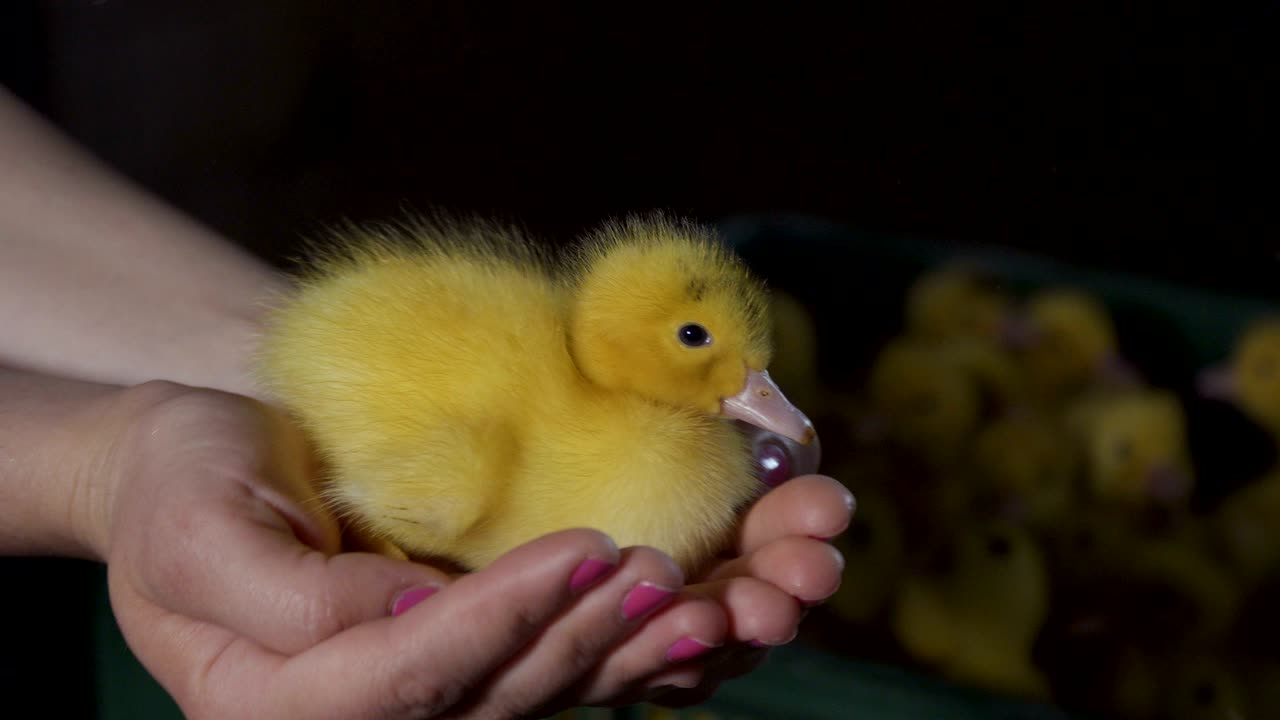 암 귀여운 오리 새끼를 손바닥에 들고 상자에 넣습니다.