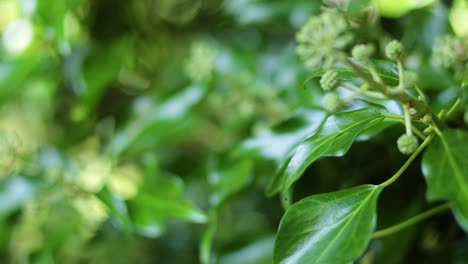 close-up of ivy buds and leaves