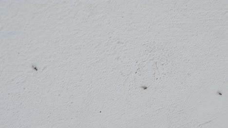 tiny ants crawling on a white wall
