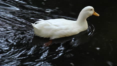 white feathered duck swimming in pond at zoo