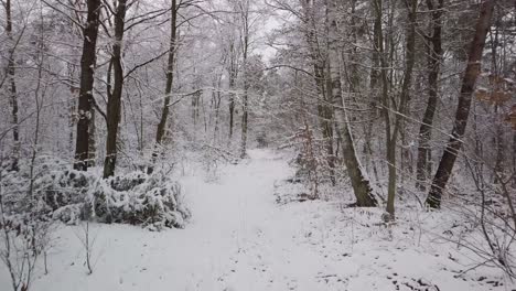 Caminar-Solo-En-El-Paisaje-De-Nieve-Blanca-Dentro-Del-Bosque-Del-Parque-Natural-Durante-El-Concepto-De-Cambio-Climático-De-La-Temporada-Fría-De-Invierno