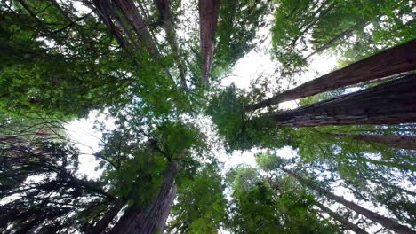 Vista-Giratoria-Desde-El-Suelo-Hacia-Las-Copas-De-Los-árboles-Que-Cubren-El-Horizonte-Bosque-De-Secuoyas-Monumento-Nacional-De-Muir-Woods