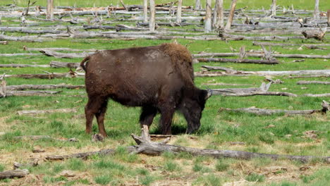 grazing mountain bison in the wild in yukon, canada