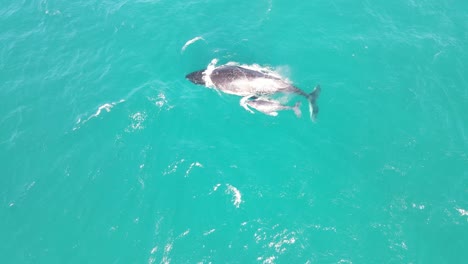 Antena---Ballena-Jorobada-Y-Cría-Rompen-Aguas-Turquesas-En-Exmouth,-Australia