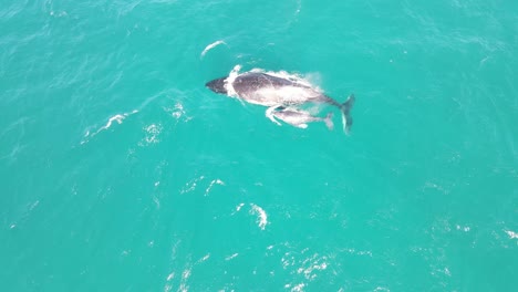 antena - ballena jorobada y cría rompen aguas turquesas en exmouth, australia