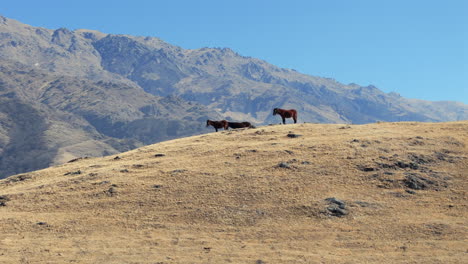 cortador de margaritas - vuelo sobre toma de drone de la cordillera seca de los andes con rebaño de caballos salvajes marrones