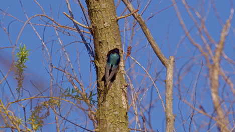 breathtaking ultra slow-mo footage of purple martins performing aerial stunts on a crisp spring morning.