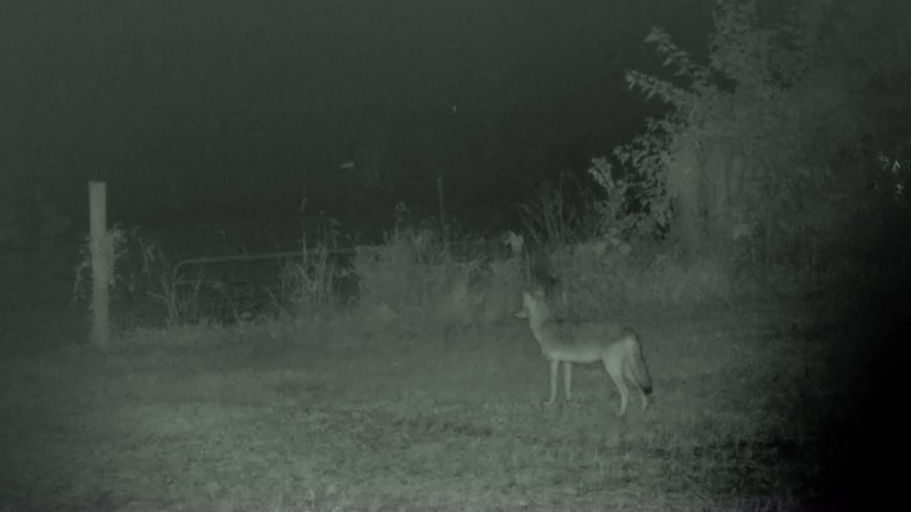 Coyote caught on game camera near a barb wire fence on a farm in the Midwest