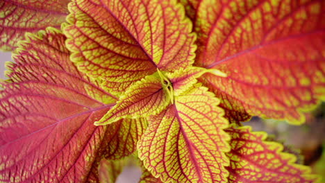 Planta-De-Coleo-Con-Hojas-Rojas-Y-Amarillas-Y-Hermoso-Contraste-De-Color,-Cerrar