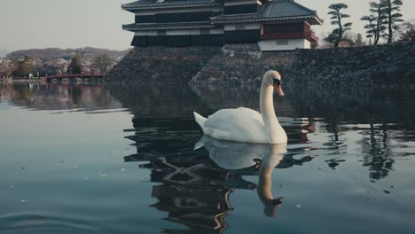 mute swan floating on lake with matsumoto castle in background in nagano, japan