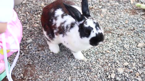 spotted rabbit explores gravel path near market