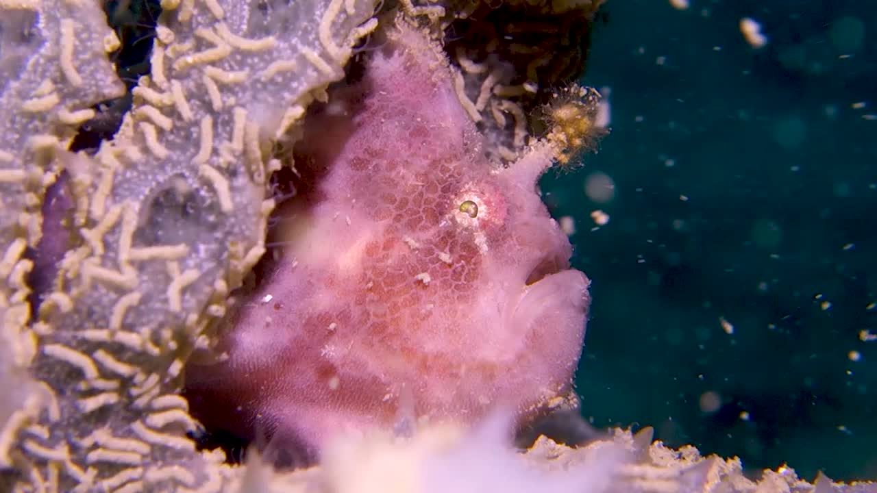 털이 많은 이마 미끼를 가진 못생긴 이상한 보라색 점박이 개구리는 먹이를 매복하기 위해 숨어 있습니다.