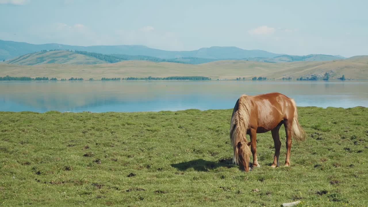 Horse Grazing by a Lake in a Mountainous Landscape