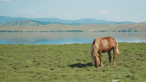 horse grazing by a lake in a mountainous landscape