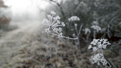 frosty white dry fennel weed gently moving in a breeze on cold winter day