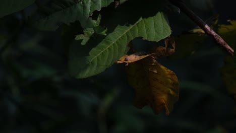 insecto de hoja javanés, phyllium pulchrifolium, forma amarilla femenina, imágenes de 4k