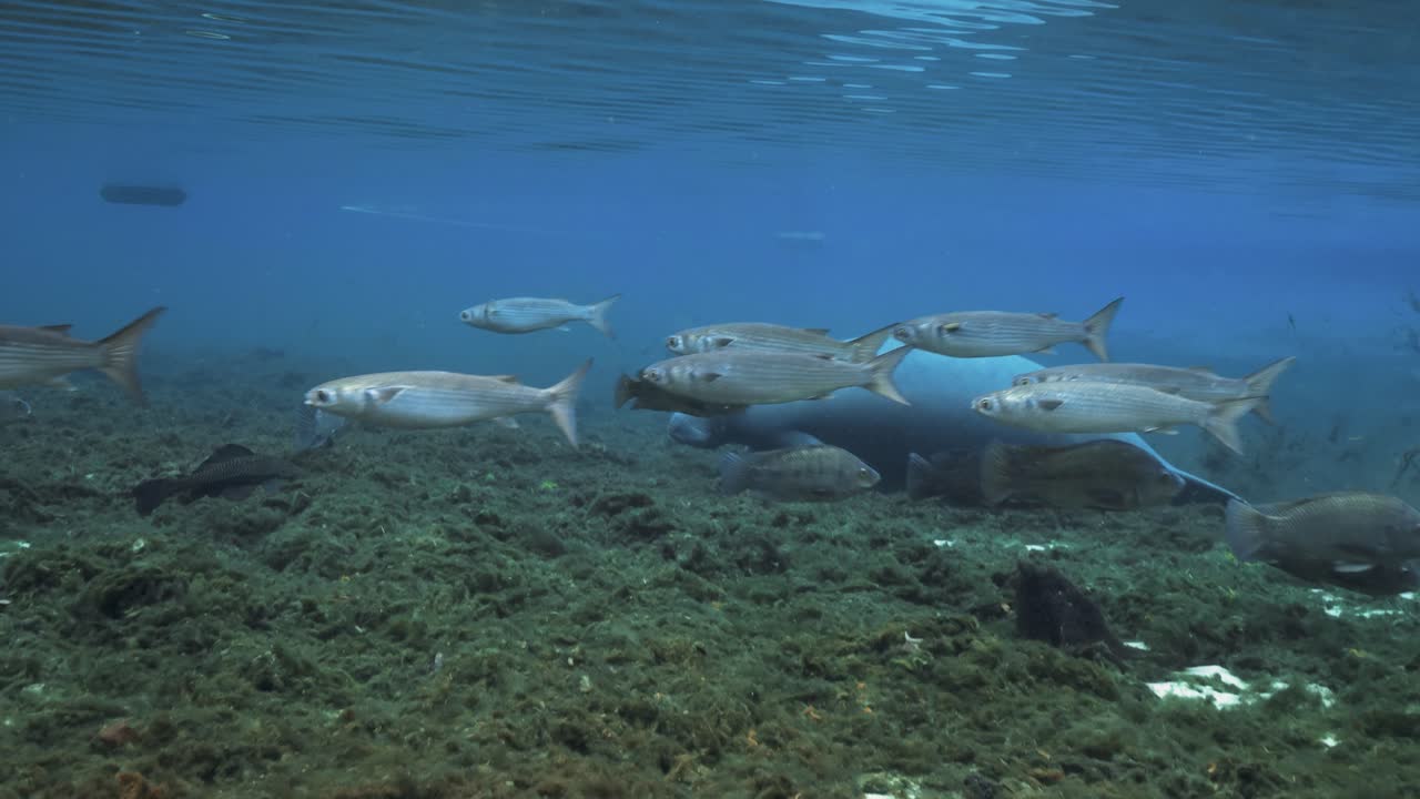 Underwater view of a group of manatees swimming over a sandy and rocky riverbed in clear blue freshwater