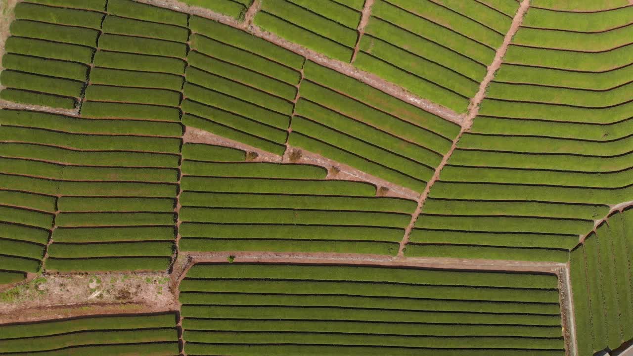 Top down aerial abstract drone view of green tea field rows