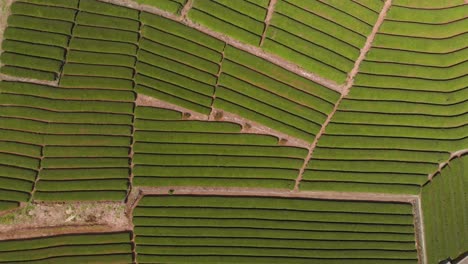 Vista-Aérea-Abstracta-De-Drones-De-Arriba-Hacia-Abajo-De-Las-Filas-De-Campo-De-Té-Verde