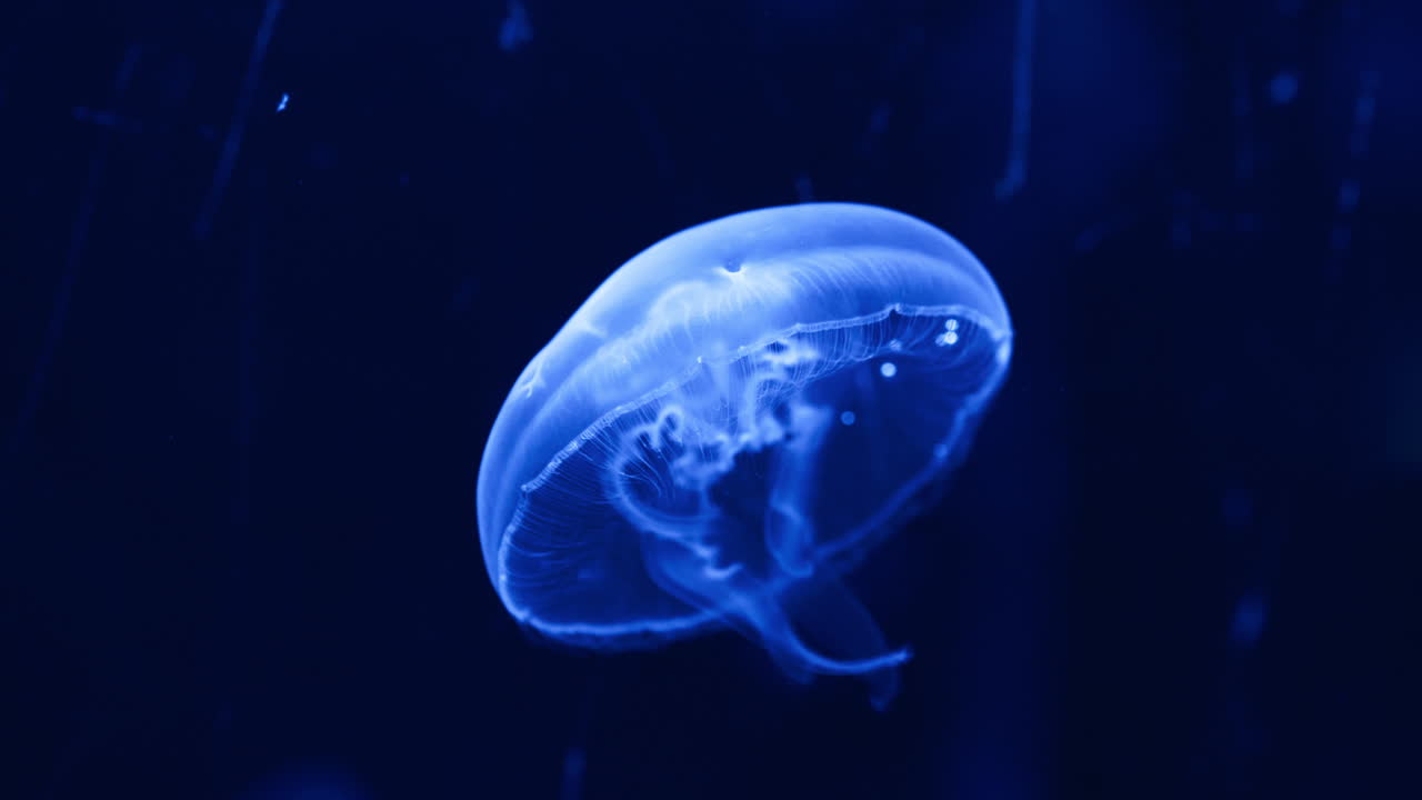 Close-up shot of a bright blue luminescent jellyfish contracting to swim