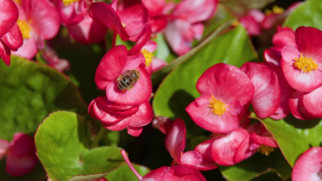 Bee collects pollen on vibrant red begonia blossoms, bright sunlight, close-up, natural garden setting