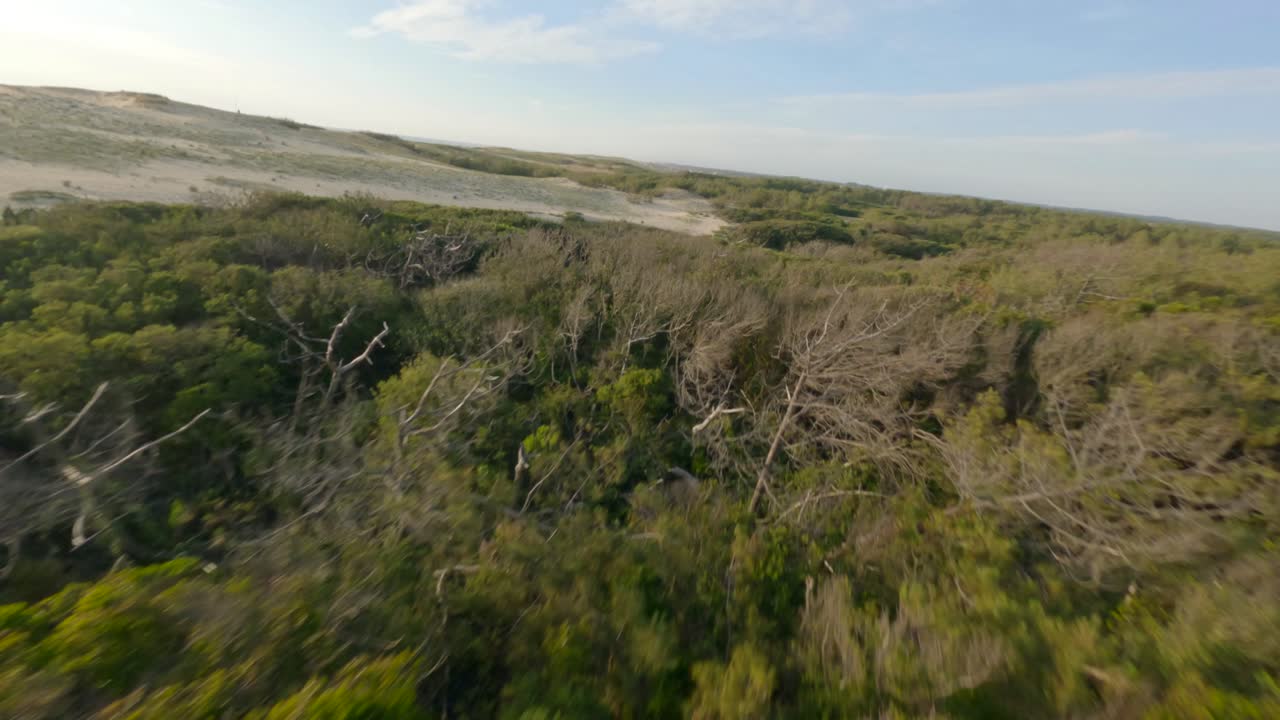 carreras de drones de estilo libre volando sobre los árboles del bosque, soustons en el departamento de landes, nouvelle-aquitaine en francia