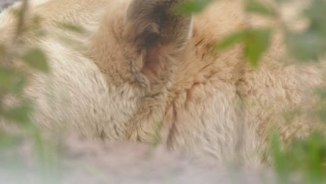 close up of white kermode spirit bear face relaxing in pond water