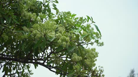 Flor-De-Chatim-Esta-Flor-Florece-En-Otoño-Y-Llena-El-área-Con-Su-Fragancia