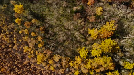 Hermosa-Vista-Aérea-De-Drones-Del-Claro-De-árboles-Muertos-Rodeado-De-Colores-Otoñales