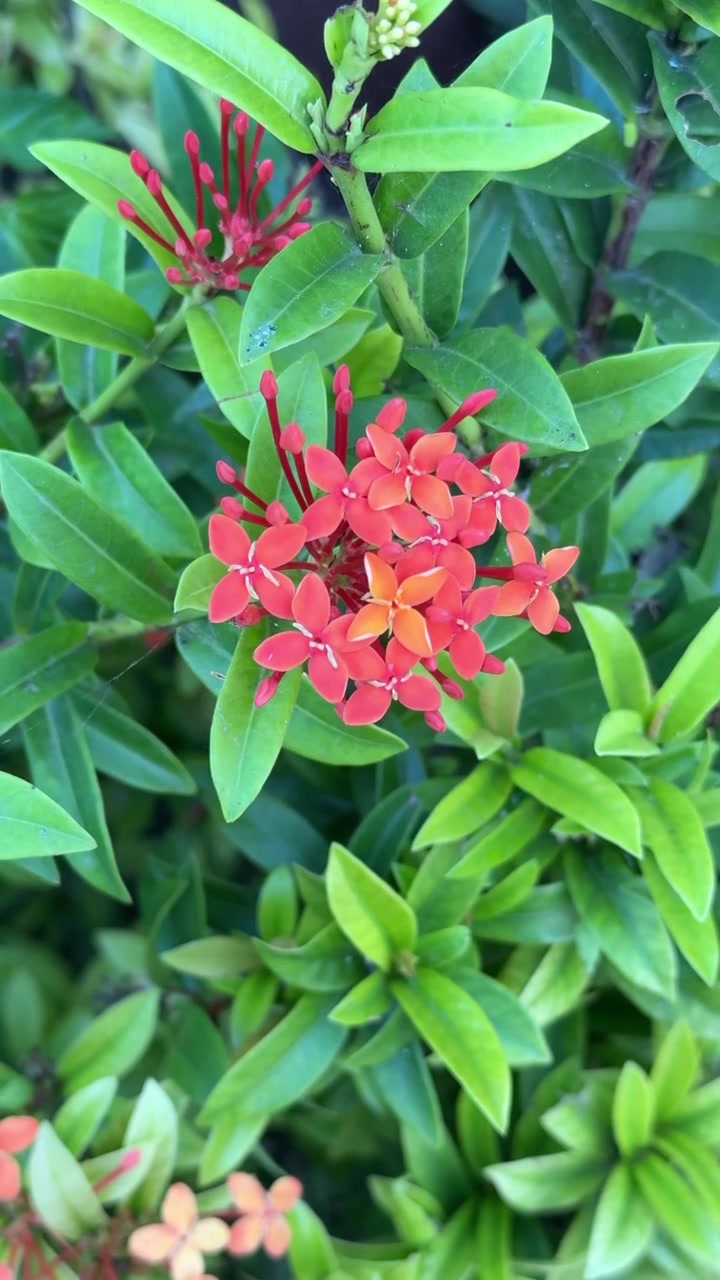 Fiori di Ixora rosso vivace che sbocciano in un giardino rigoglioso