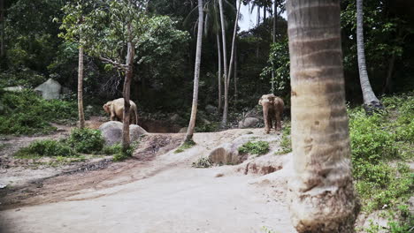 Two-asian-elephants-grazing-in-jungle-clearing-between-palm-trees