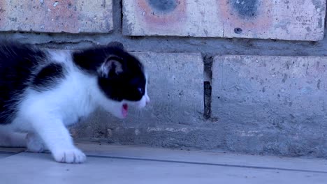 a small kitten walking curiously on the tiled floor along the brick wall