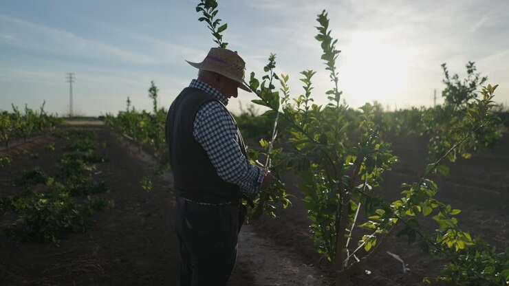 Elderly farmer inspecting citrus trees in orchard