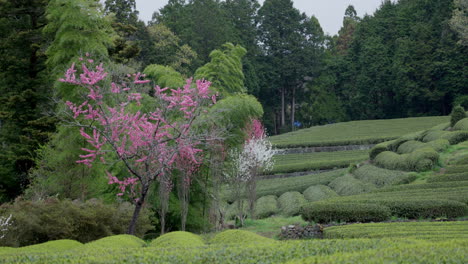 Hintergrund-Der-Teeplantagen-In-Japan-An-Einem-Bewölkten-Tag