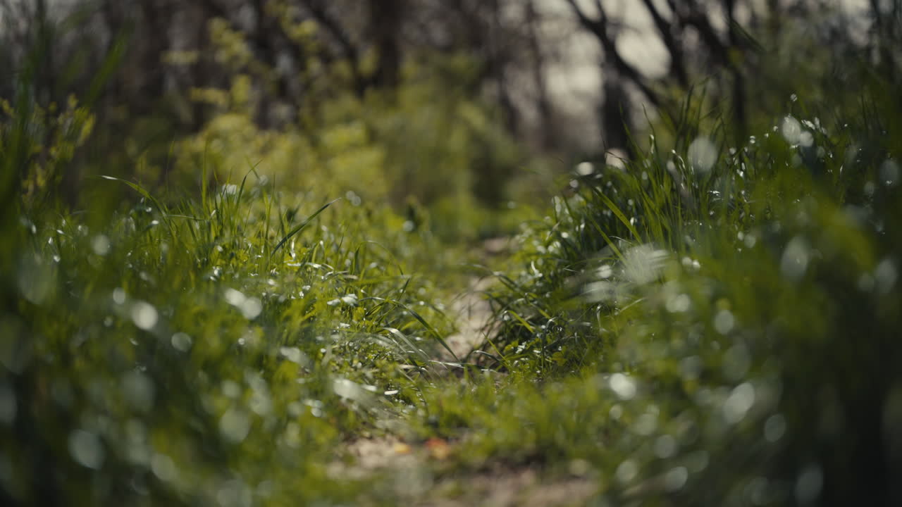 Green Path Through the Woods
