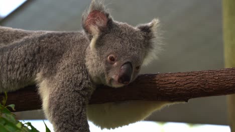 close up shot of an arboreal marsupial, cute koala, phascolarctos cinereus lying on top of tree log, falling sleep during the day, australian native wildlife species