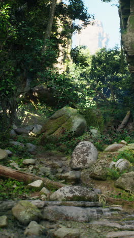 lush forest path with mossy rocks