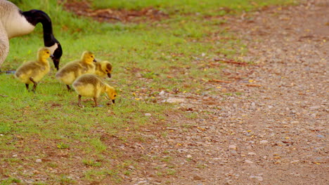 these fluffy newcomers venture into life in a slowed-down visual.