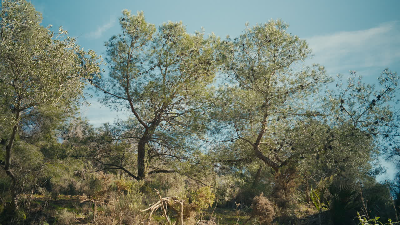 Pini che crescono su un pendio soleggiato sotto un cielo azzurro e limpido, catturando un paesaggio mediterraneo naturale con luce calda e atmosfera pacifica.