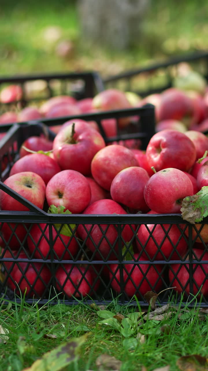 Apple harvest gathered in plastic boxes placed on the ground. Man comes up and puts one more box with ripe organic fruit. Vertical video