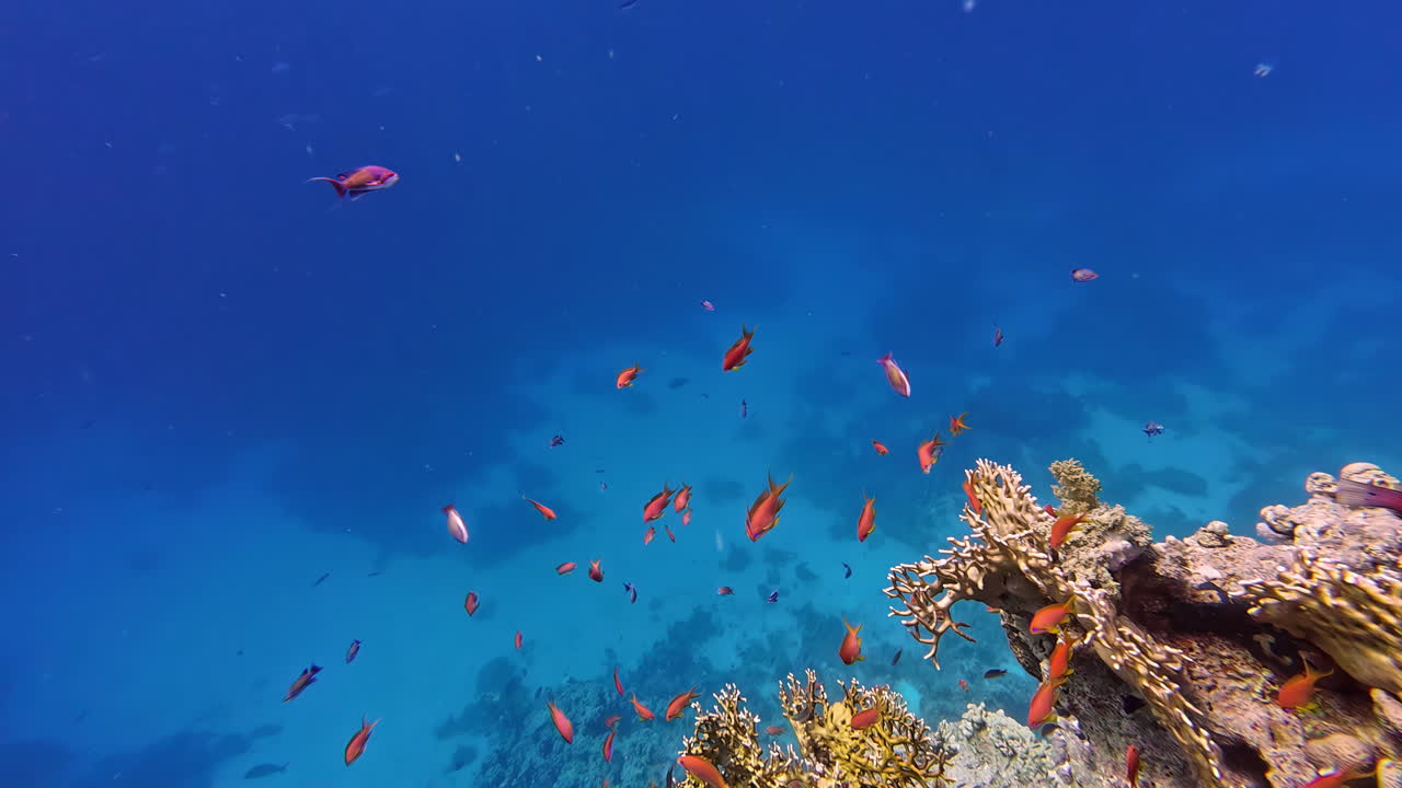 Pesci tropicali colorati che nuotano sopra la barriera corallina in acqua di mare blu, ripresa subacquea