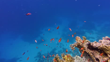 Coloridos-Peces-Tropicales-Nadando-Sobre-Arrecifes-De-Coral-En-Agua-De-Mar-Azul,-Toma-Submarina