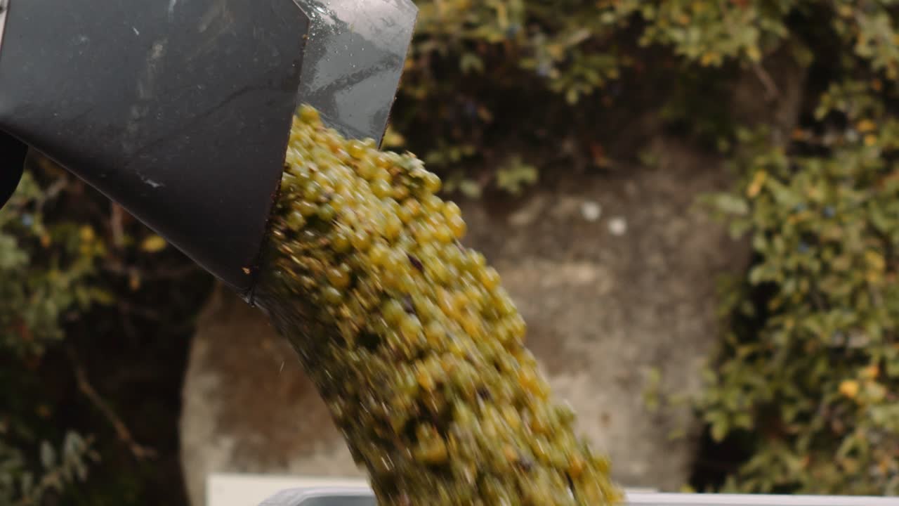 Wine grapes harvested with mechanical picker transferred to grape bin in vineyard