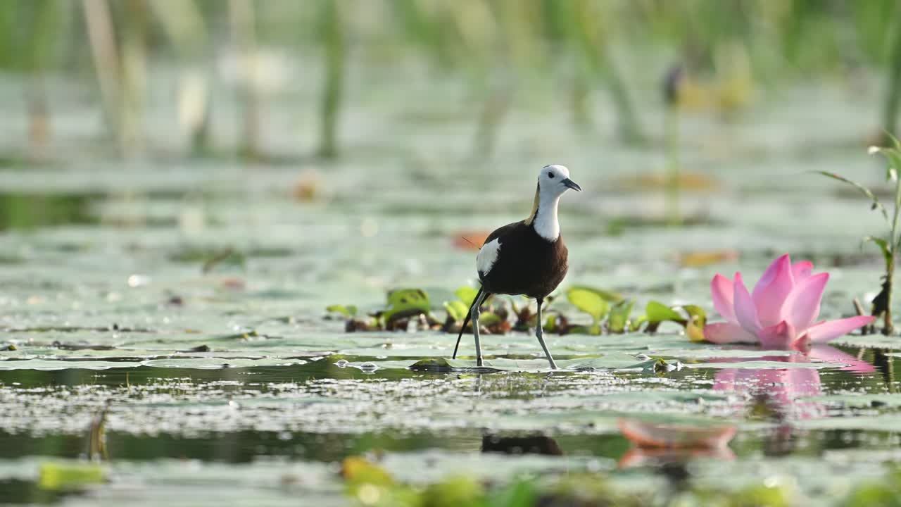 Pheasant-tailed Jacana walks with elegance across blooming lily flowers in a peaceful pond, showcasing its unique adaptation and beauty in a wetland environment