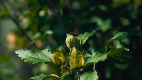 Firebug-climbing-across-a-branch-of-a-bush-with-flower-buds