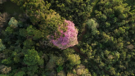 a striking pink lapacho tree standing amidst the jungle, observed from an aerial perspective