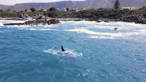 La-Ballena-Golpea-La-Aleta-Y-Juega-Cerca-De-La-Costa-Rocosa-En-Hermanus,-Sudáfrica