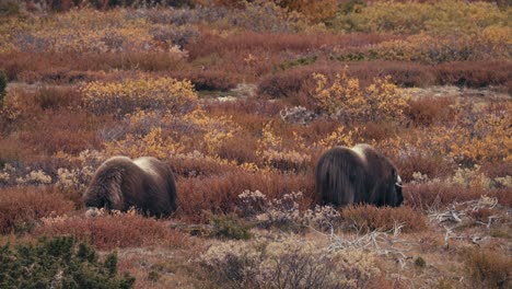 Dos-Bueyes-Almizcleros-Pastando-En-El-Campo-Durante-La-Temporada-De-Otoño-En-El-Parque-Nacional-Dovrefjell-sunndalsfjella