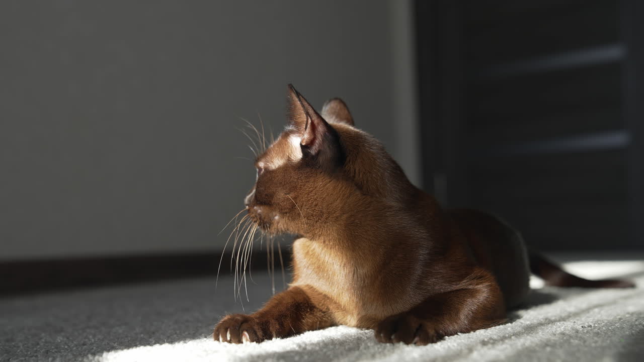 Gatto marrone sdraiato che guarda la fotocamera. Gatto Burmese