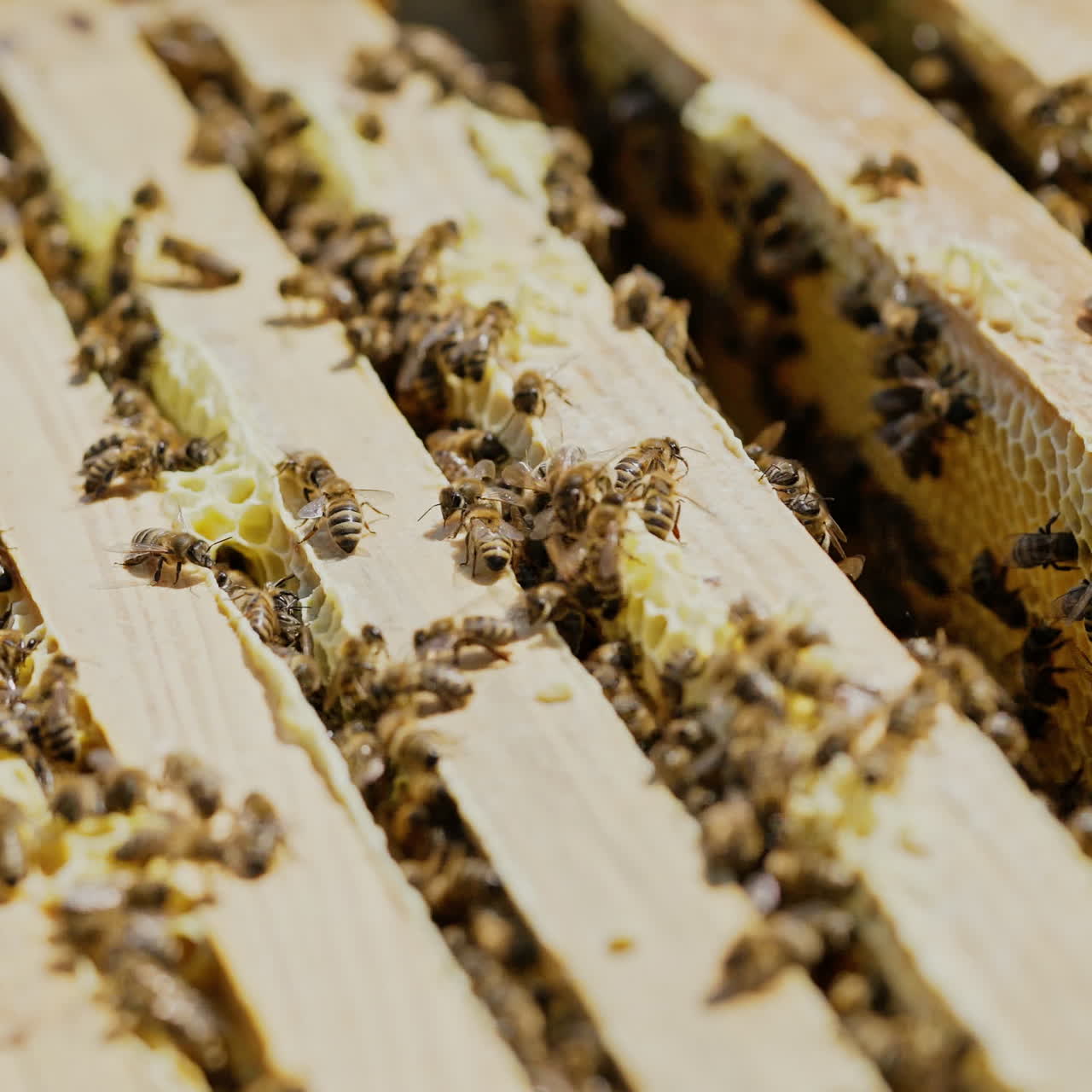 Frames of a bee hive. Beekeeper harvesting honey. Working bees on honey cells. Apiary concept.